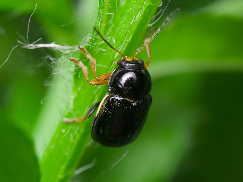 Cryptocephalus (Cryptocephalus) bameuli Duhadelborde, 1999